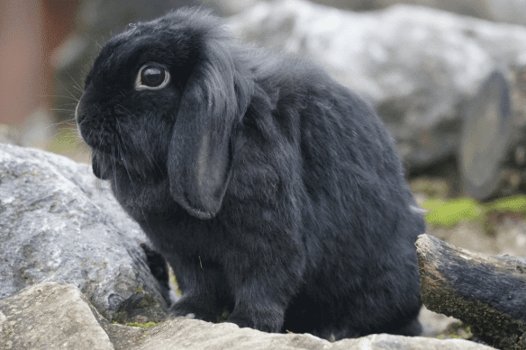 Lop rabbit