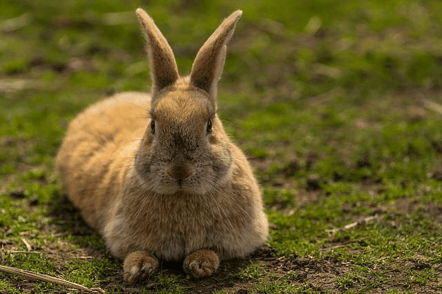 animal, house rabbit