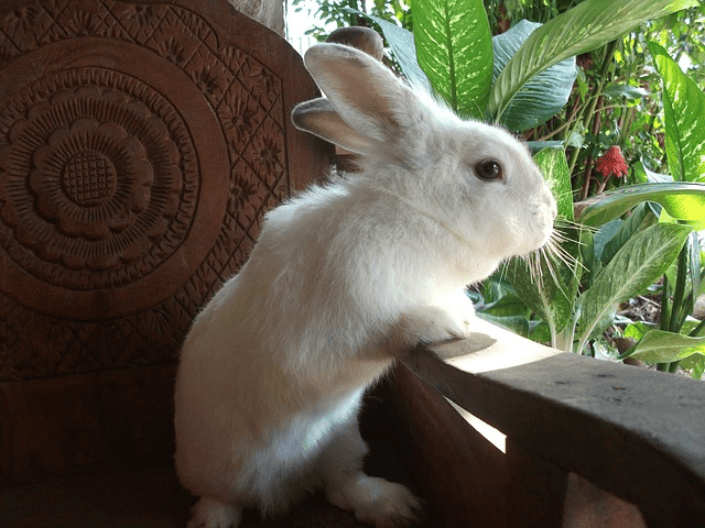 house rabbit