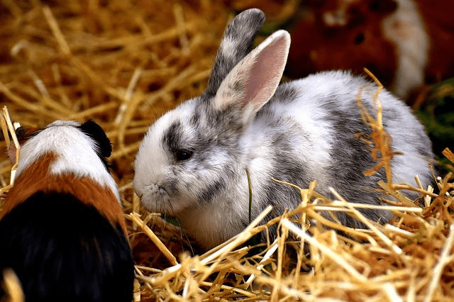 rabbits, guinea