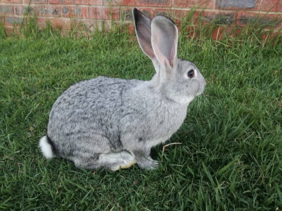 How Long Will Your Nz Rabbit Live Find Out Now - hi3xo2a